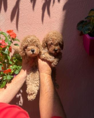 Barboncini toy e minitoy