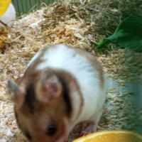 Criceti europei e russi