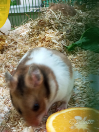 Criceti europei e russi