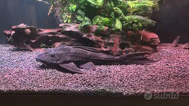 Pesce