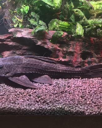 Pesce