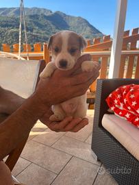 Cucciolo di jack russel