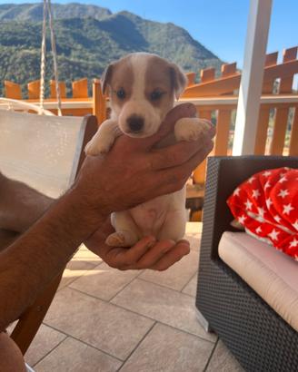 Cucciolo di jack russel