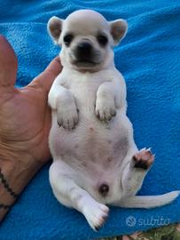 Cuccioli chihuahua
