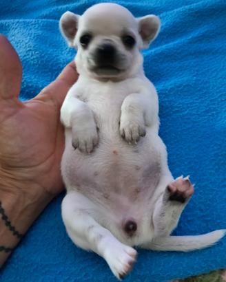 Cuccioli chihuahua