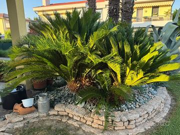 Cicas (Cycas revoluta)