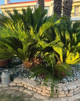 Cicas (Cycas revoluta)