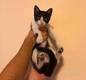 Gattina di 4 mesi