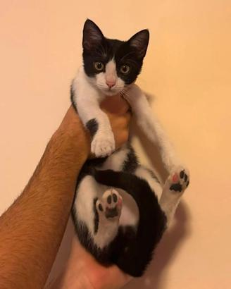 Gattina di 4 mesi