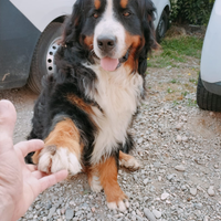 Bovaro del bernese