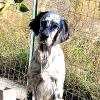 Cuccioli Setter Inglese