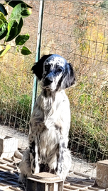 Cuccioli Setter Inglese