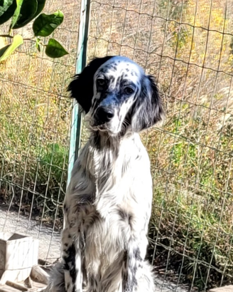 Cuccioli Setter Inglese