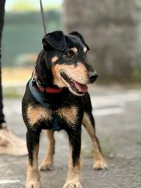 Zack Jagdterrier
