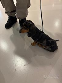 Cucciolo di bassotto Arlecchino