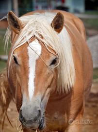 Haflinger puledra