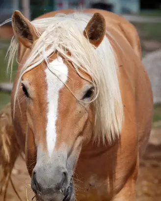 Haflinger puledra