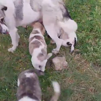 PAC. pastore Asia centrale