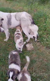 PAC. pastore Asia centrale