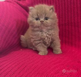 British short e longhair cuccioli