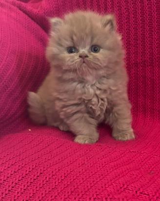 British short e longhair cuccioli