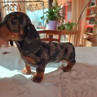 Bassotti tedeschi pelo corto