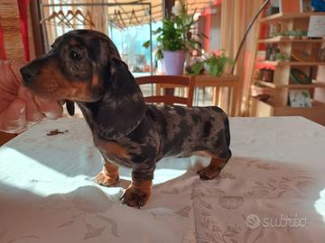 Bassotti tedeschi pelo corto