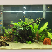 Guppy adulti maschi e femmine