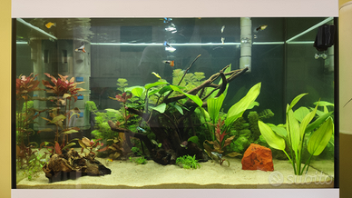 Guppy adulti maschi e femmine