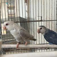 Inseparabili, roselle e cocorite