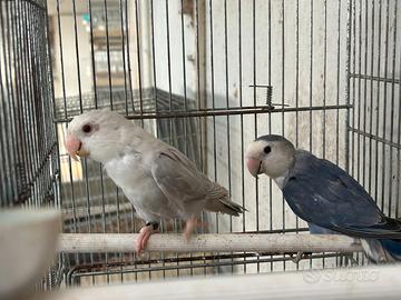 Inseparabili, roselle e cocorite