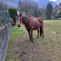 Cavalla con passaporto irlandese