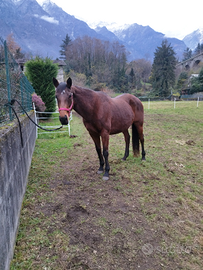 Cavalla con passaporto irlandese