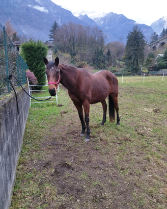 Cavalla con passaporto irlandese