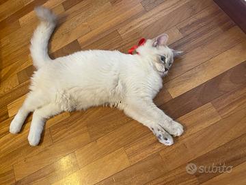 Gatto ragdoll