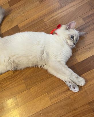 Gatto ragdoll
