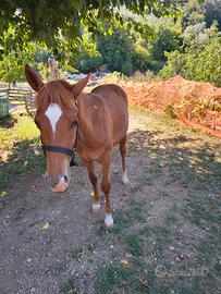 puledro qh