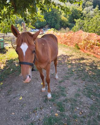 puledro qh
