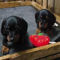 Cuccioli disponibili