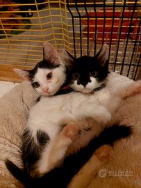 Coppia di gattini bianchi e neri