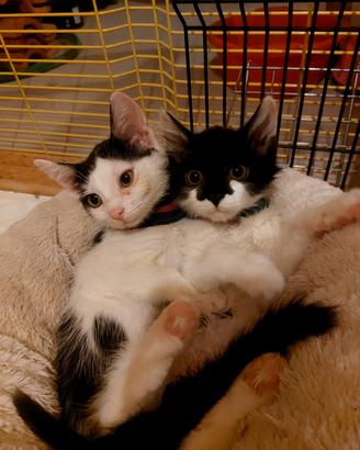 Coppia di gattini bianchi e neri