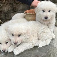 Cuccioli maschi Pastore Abruzzese