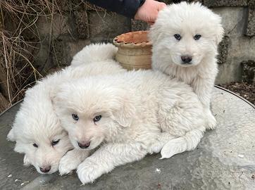 Cuccioli maschi Pastore Abruzzese