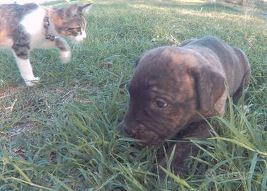 Cuccioli di cane corso