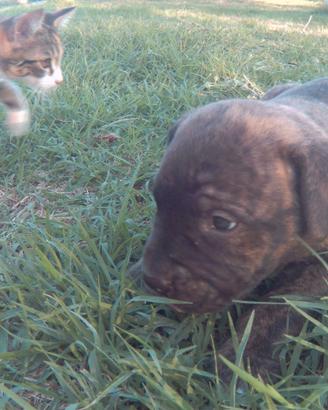 Cuccioli di cane corso