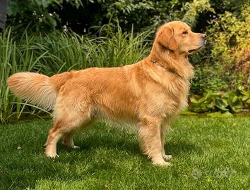 Golden Retriever americano