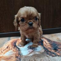 Cavalier king Charles spaniel