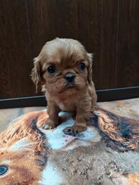 Cavalier king Charles spaniel