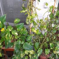Pothos Variegato (talee e piante)