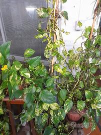 Pothos Variegato (talee e piante)